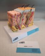 Modellen gezocht!! Hair Removal, Ophalen of Verzenden, Nieuw, Overige typen