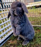 Te koop nederlandse dwerg hangoor konijntjes 9 weken, Dieren en Toebehoren, Mannelijk, Dwerg, Hangoor