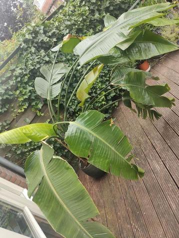 Strelitzia grote kamerplant beschikbaar voor biedingen