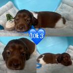 Zeer mooie dwergteckel pups choco/blond/black/creme, België, 8 tot 15 weken, Dwerg, Langhaar