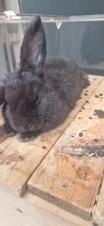 Dwerg konijn, Dieren en Toebehoren, Konijnen, Geslacht onbekend, Dwerg, Hangoor, 0 tot 2 jaar