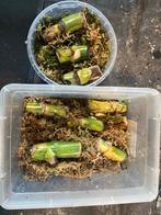 8x Monstera Albo Wetsticks - Actieve Groeipunten, Huis en Inrichting, Kamerplanten, Ophalen of Verzenden, Overige soorten, Minder dan 100 cm