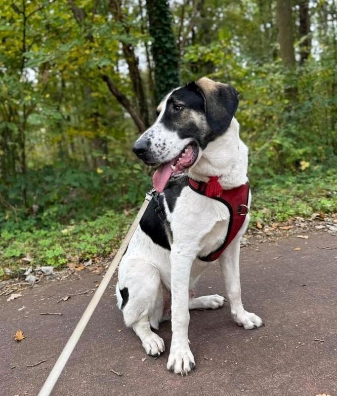Lieve jongen zoekt huis, Dieren en Toebehoren, Honden | Niet-rashonden, Groot, Reu, Particulier, Eén hond, Buitenland, 15 weken tot 1 jaar