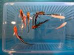Te koop butterfly kois 9 a 12 cm en 1 butterfly 10 a 15 cm, Dieren en Toebehoren, Vissen | Vijvervissen, Karper of Koi