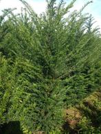 Taxus baccata, Ophalen, Taxus, 100 tot 250 cm