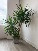 Indoor plant Yucca, Huis en Inrichting, Kamerplanten, Ophalen, 100 tot 150 cm, Halfschaduw, In pot