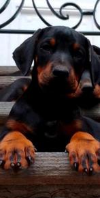 Dobermann puppy's te koop, Dieren en Toebehoren, België, Fokker | Hobbymatig, Overige rassen, 8 tot 15 weken