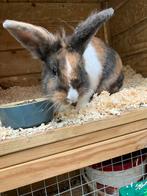 Hok met 3 lieve konijne, Dieren en Toebehoren, Konijnen, Vrouwelijk