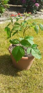 Bramen plant, Tuin en Terras, Ophalen of Verzenden, Zomer