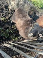 Zeer knappe lieve ouessant ram, Dieren en Toebehoren, Schapen, Geiten en Varkens, Mannelijk, Schaap