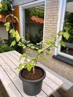 ==MOOI== Grote Hibiscus  1.10 cm roze bloemen, Ophalen of Verzenden, Overige soorten, Struik, 100 tot 250 cm