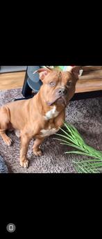 Dek reu, Dieren en Toebehoren, Reu, 1 tot 2 jaar, Eén hond, Nederland