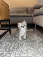 Perzische kitten MOET ZSM WEG, Dieren en Toebehoren, Katten en Kittens | Raskatten | Korthaar, Geslacht onbekend, Met stamboom