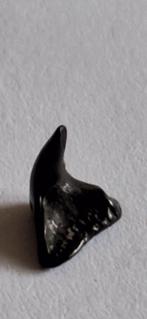 Fossiele haaientand Squatina uit Cadzand, Ophalen of Verzenden, Fossiel