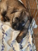 Cairn terrier pups te koop met stamboom. NCTC, Nederland, Rabiës (hondsdolheid), 8 tot 15 weken, Eén hond