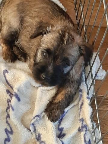 Cairn terrier pups te koop met stamboom. NCTC beschikbaar voor biedingen