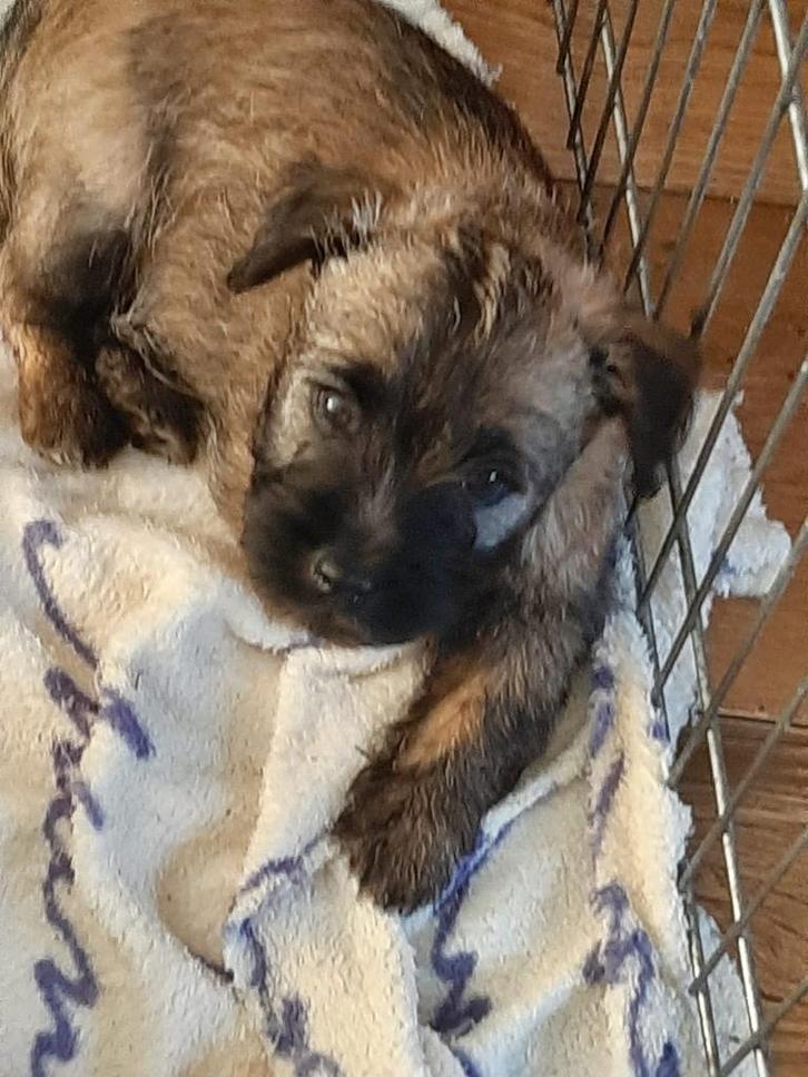 Cairn terrier pups te koop met stamboom. NCTC, Dieren en Toebehoren, Honden | Jack Russells en Terriërs, Reu, Overige rassen, Fokker | Professioneel