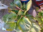 Schoenlappers plant, Tuin en Terras, Ophalen of Verzenden