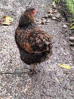 2 Wyandotte krielhennen goudzwart, Dieren en Toebehoren, Pluimvee, Vrouwelijk, Kip