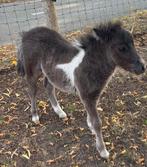 Shetlander minipaardje shetlander en veulen, Dieren en Toebehoren, Pony's, 0 tot 2 jaar, A pony (tot 1.17m), Meerdere dieren, Recreatiepony
