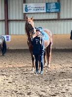 Wij zoeken een verzorg pony in de omgeving van Veghel!, Dieren en Toebehoren, Paarden en Pony's | Verzorgingsproducten, Ophalen of Verzenden