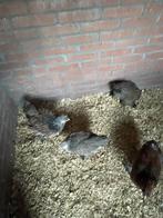 Brahma kuikens, Dieren en Toebehoren, Pluimvee, Meerdere dieren, Kip