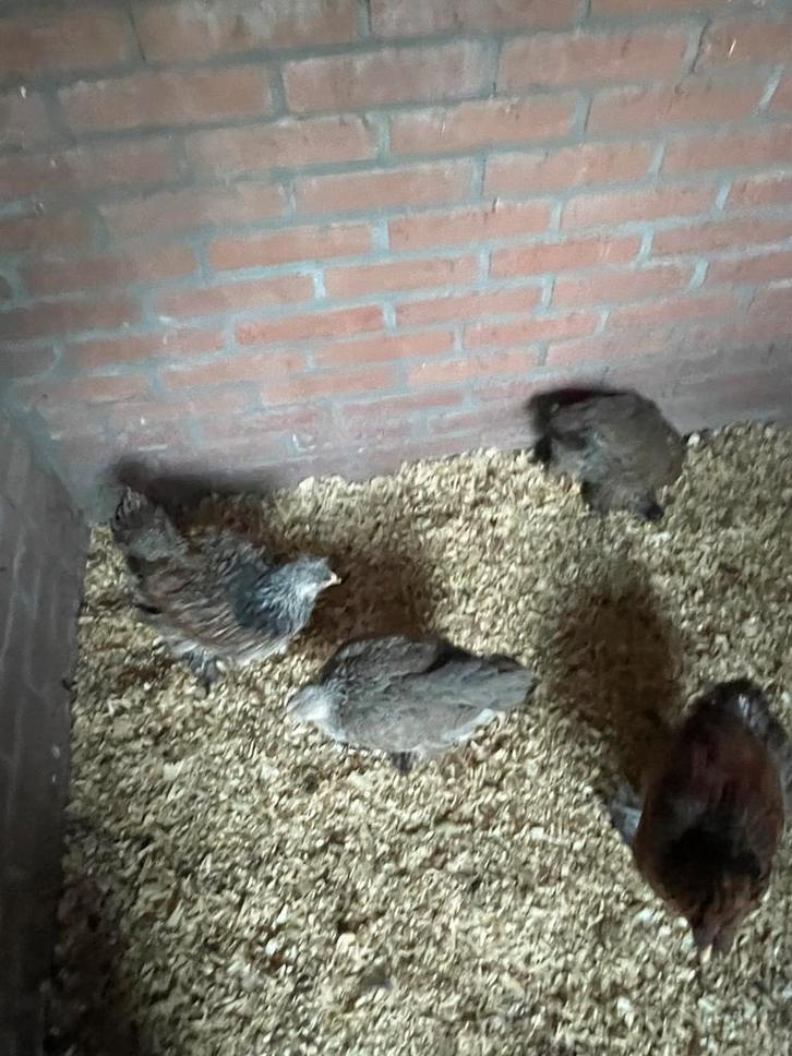 Brahma kuikens, Dieren en Toebehoren, Pluimvee, Kip, Meerdere dieren