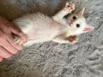 kittens, Dieren en Toebehoren, Meerdere dieren, Ontwormd, 0 tot 2 jaar