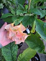 brugmansia ds smart, Tuin en Terras, Planten | Tuinplanten, Ophalen, Zomer, Overige soorten, Volle zon
