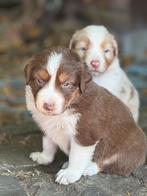 Raszuivere aussie- australian shepherd - asutralische herder, Dieren en Toebehoren, Honden | Herdershonden en Veedrijvers, CDV (hondenziekte)