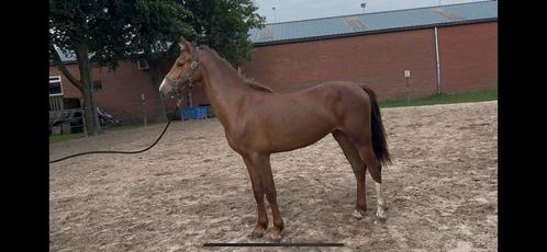 2-jarig KWPN tuigpaard/rijpaard, Dieren en Toebehoren, Paarden, Merrie