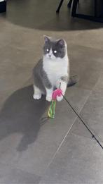 Dekkater 100 % britse korthaar