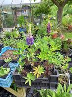 lupine, Ophalen, Zomer, Overige soorten, Volle zon