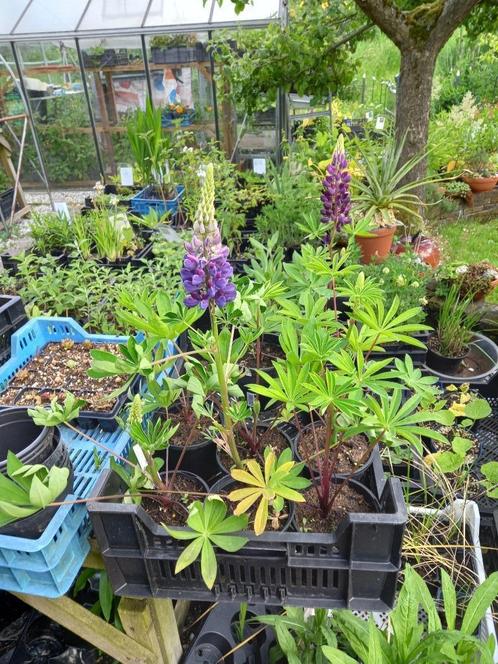 lupine, Tuin en Terras, Planten | Tuinplanten, Overige soorten, Volle zon, Zomer, Ophalen