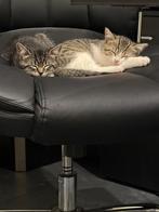 Kittens, Dieren en Toebehoren, Katten en Kittens | Raskatten | Korthaar, Poes