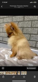 Gouden mandje gezocht voor mini pomeriaan reutje, Dieren en Toebehoren, Honden | Poolhonden, Keeshonden en Oertypen, Particulier