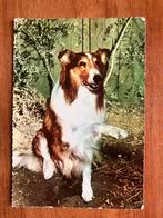 Lassie, Ophalen of Verzenden, Gebruikt, Tv, Foto of Kaart