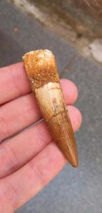 Spinosaurus tand uit Marokko dinosaurus fossiel, Ophalen of Verzenden, Fossiel