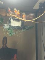 Kapoetsen Sijs, Dieren en Toebehoren, Ophalen, Overige typen