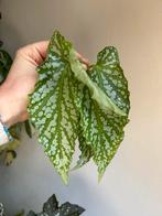 Begonia avalanche, gewortelde kopstek, Ophalen of Verzenden, Halfschaduw, Minder dan 100 cm