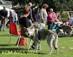 Saarlooswolfhond pups met stamboom AVLS, Overige rassen, CDV (hondenziekte), 8 tot 15 weken, Meerdere