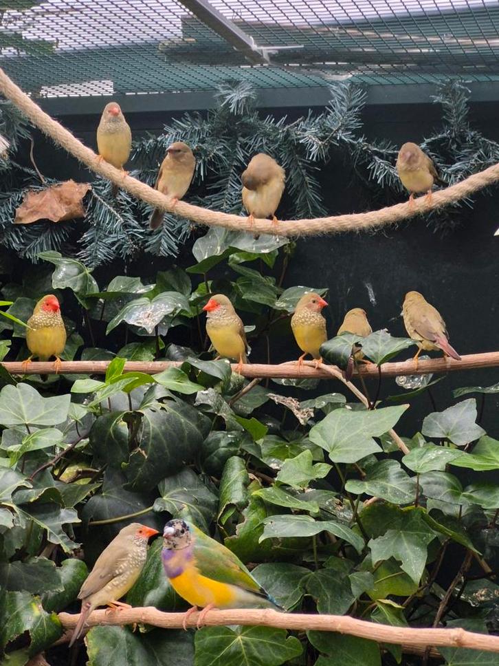 Binsen astrilde 2025, Dieren en Toebehoren, Vogels | Overige Vogels, Meerdere dieren