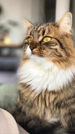 Dekkater gezocht!, Dieren en Toebehoren, Katten en Kittens | Dekkaters