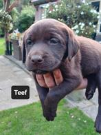 Labrador pups te koop, 8 tot 15 weken, Labrador retriever, CDV (hondenziekte), Meerdere