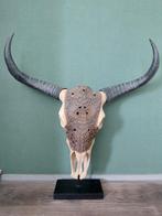 Grote gegraveerde skull buffel, Ophalen of Verzenden, Zo goed als nieuw