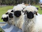 Op zoek naar twee wallisser schwarznase ooitjes, Dieren en Toebehoren, Vrouwelijk, Schaap