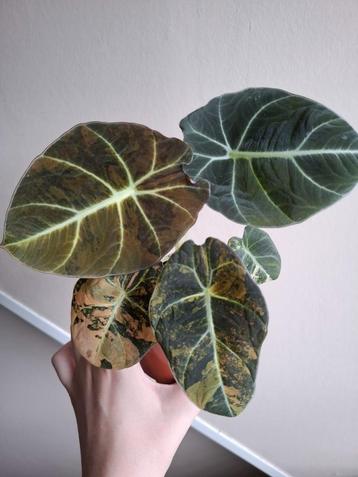 Alocasia Black Velvet Gold Variegata  beschikbaar voor biedingen