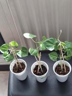 Surinaamse sim Plantjes., Ophalen, Volle zon, Groenteplanten, Eenjarig