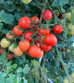 Primabella tomaat zaden (Phytophthora resistent), Ophalen of Verzenden, Voorjaar, Zaad, Volle zon