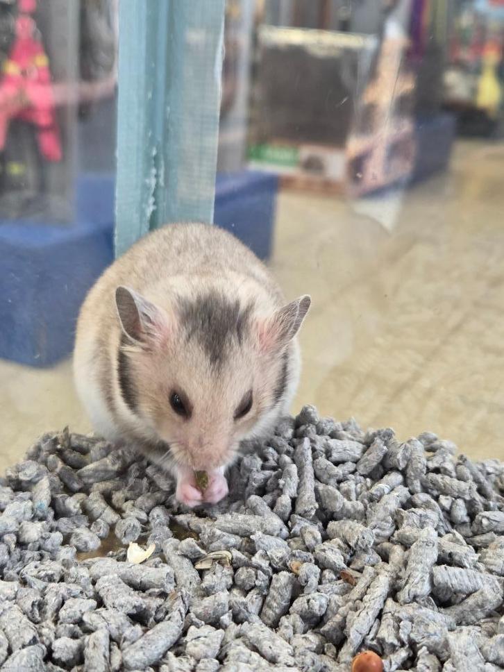 Diverse soorten tamme hamsters., Dieren en Toebehoren, Knaagdieren, Meerdere dieren, Hamster, Augustus, Tam